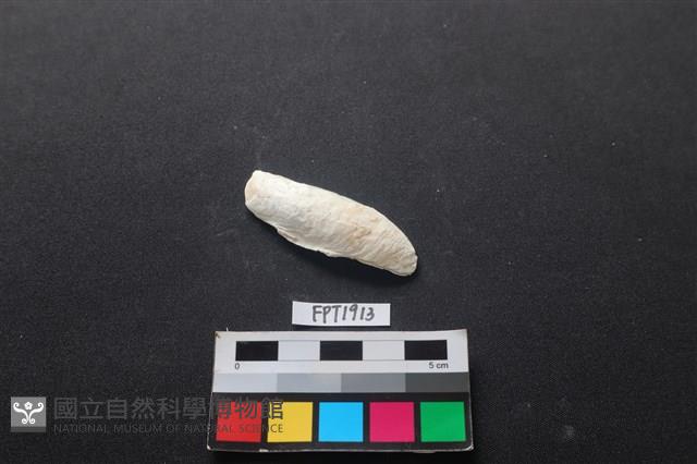 貝殼藏品圖，第1張