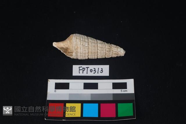 貝殼藏品圖，第1張