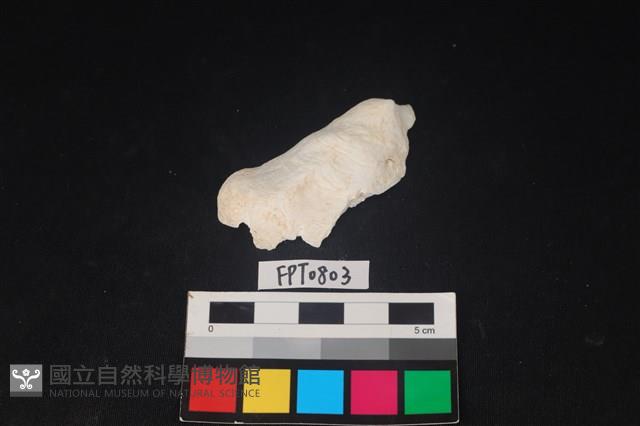 貝殼藏品圖，第1張