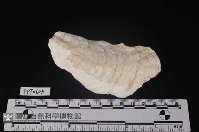 貝殼藏品圖，第1張