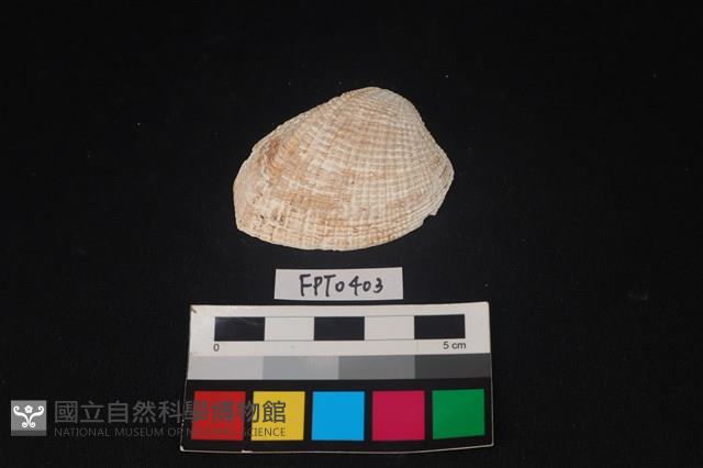 貝殼藏品圖，第1張