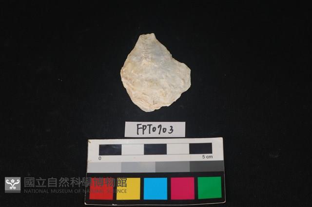 貝殼藏品圖，第1張
