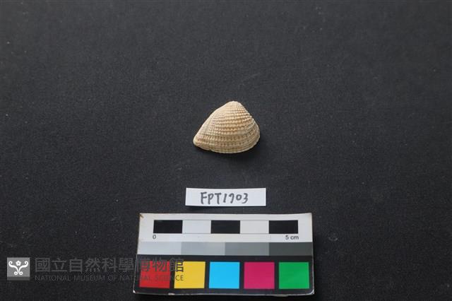 貝殼藏品圖，第1張
