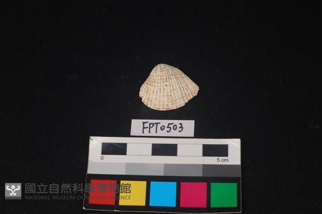 貝殼藏品圖，第1張
