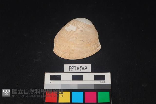 貝殼藏品圖，第1張