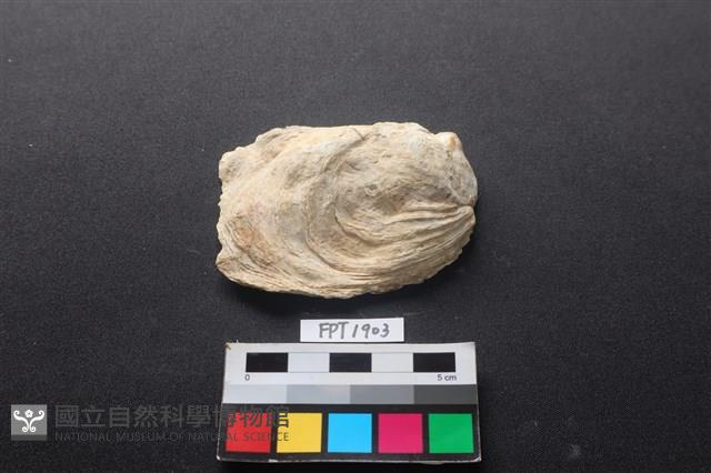 貝殼藏品圖，第1張