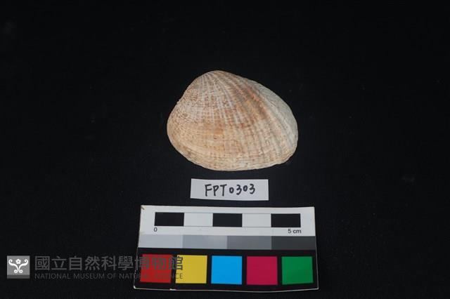 貝殼藏品圖，第1張