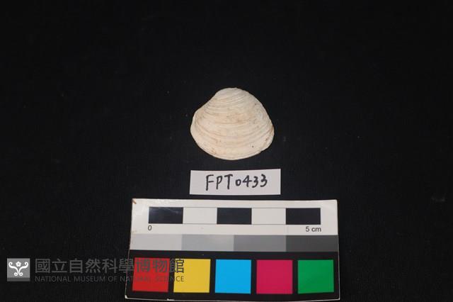 貝殼藏品圖，第1張