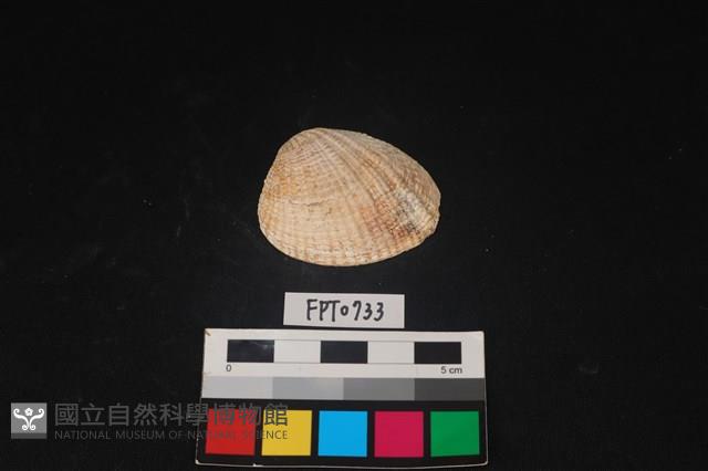 貝殼藏品圖，第1張