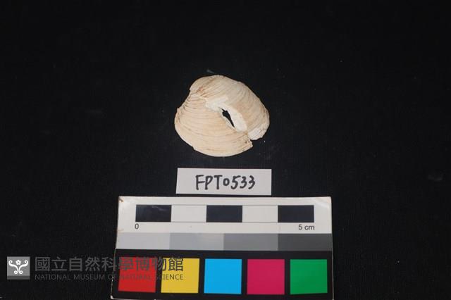貝殼藏品圖，第1張