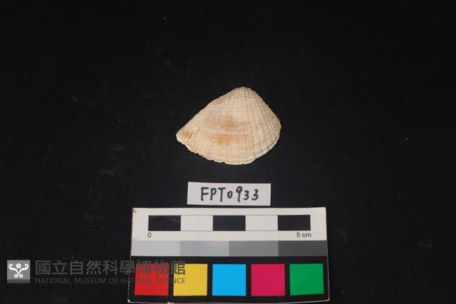 貝殼藏品圖，第1張