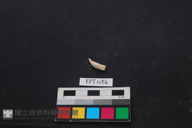 貝殼藏品圖，第3張
