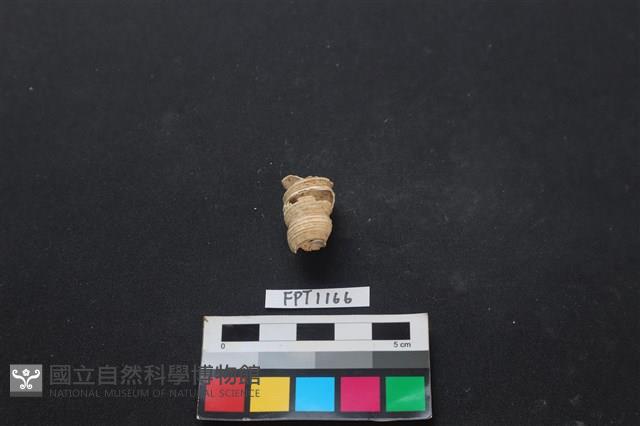 貝殼藏品圖，第3張