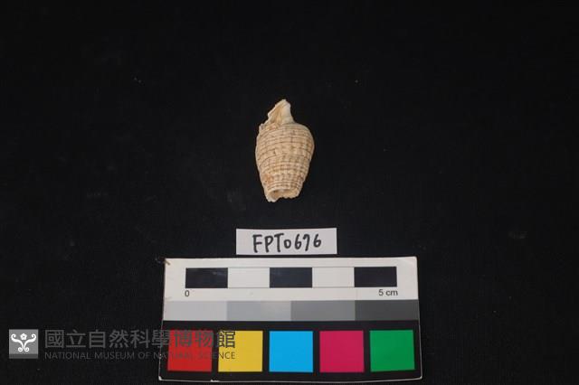 貝殼藏品圖，第3張