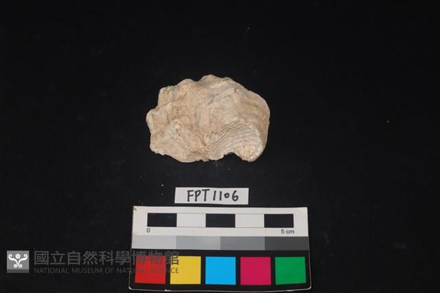 貝殼藏品圖，第3張