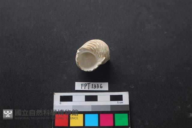 貝殼藏品圖，第3張