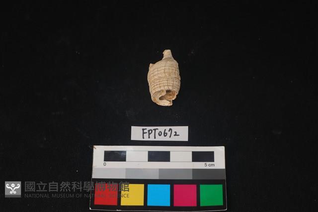 貝殼藏品圖，第3張