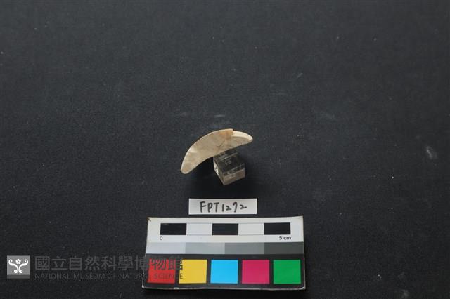 貝殼藏品圖，第3張