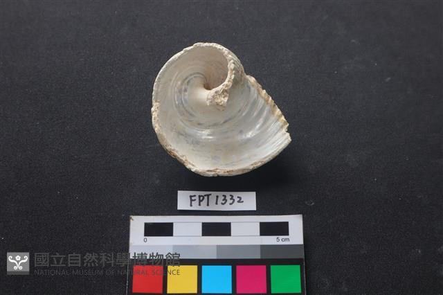 貝殼藏品圖，第3張