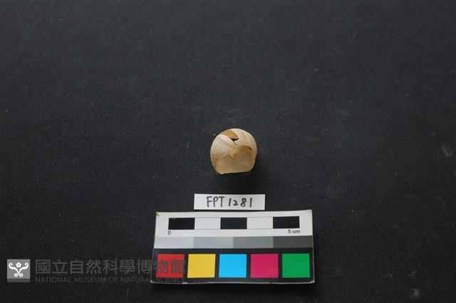 貝殼藏品圖，第3張