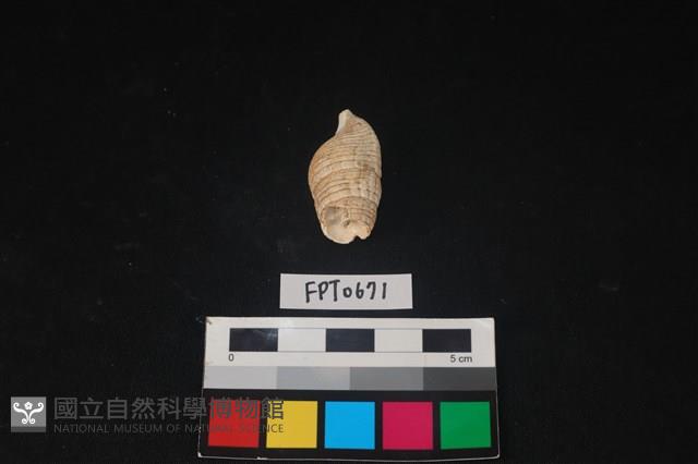 貝殼藏品圖，第3張