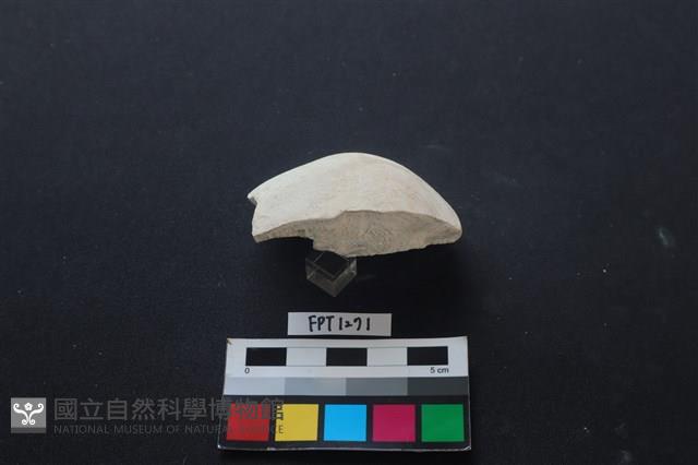 貝殼藏品圖，第3張