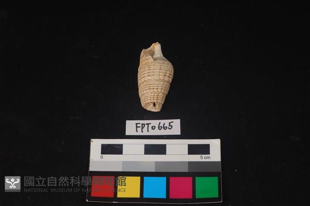 貝殼藏品圖，第3張