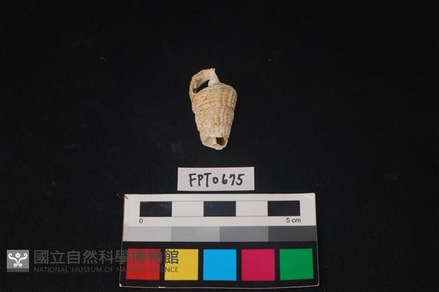 貝殼藏品圖，第3張