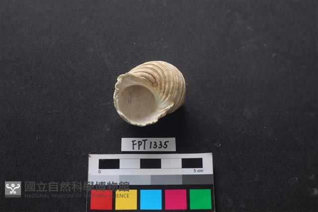 貝殼藏品圖，第3張
