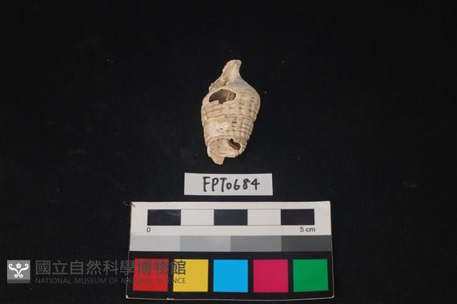 貝殼藏品圖，第3張