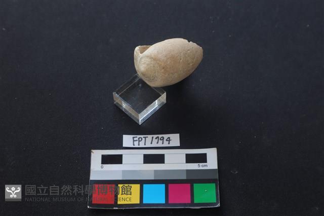貝殼藏品圖，第3張