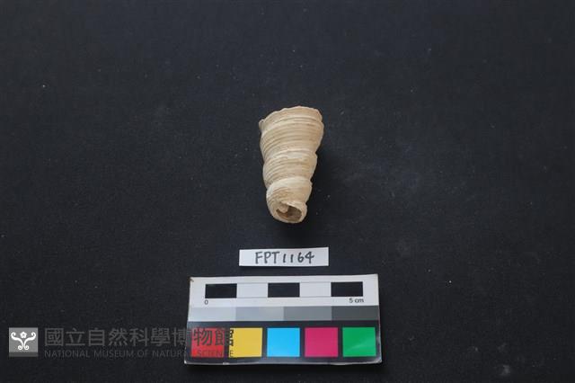 貝殼藏品圖，第3張