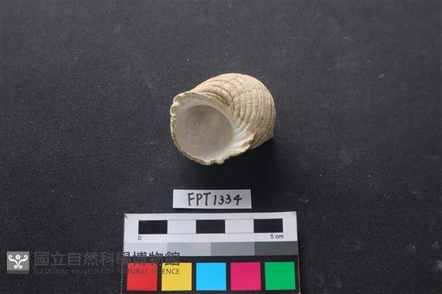 貝殼藏品圖，第3張