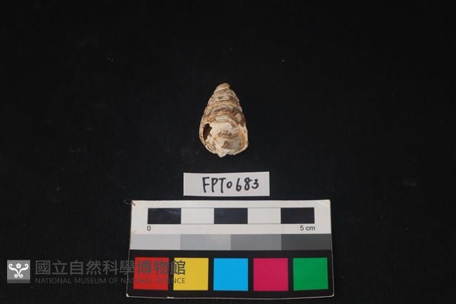 貝殼藏品圖，第3張