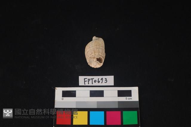 貝殼藏品圖，第3張