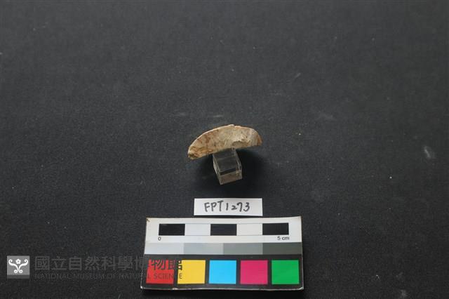 貝殼藏品圖，第3張