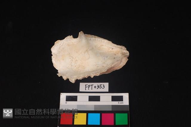 貝殼藏品圖，第3張