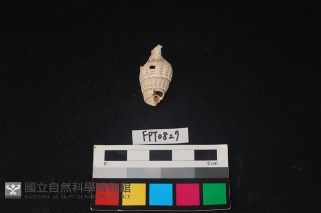 貝殼藏品圖，第3張