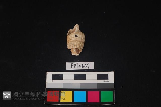貝殼藏品圖，第3張