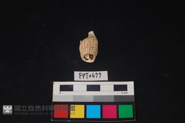 貝殼藏品圖，第3張