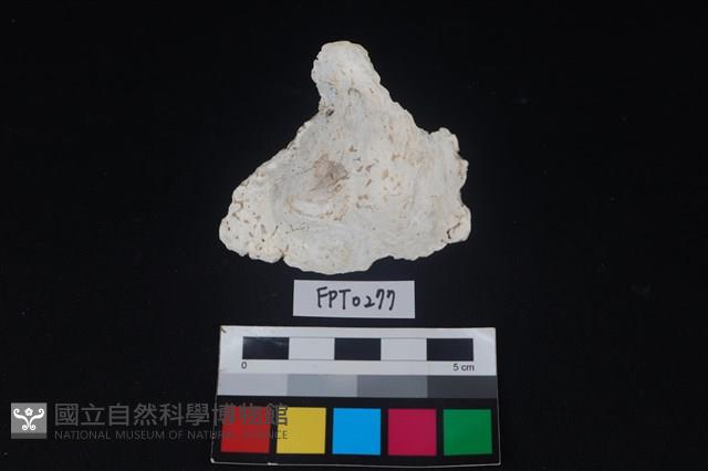 貝殼藏品圖，第3張