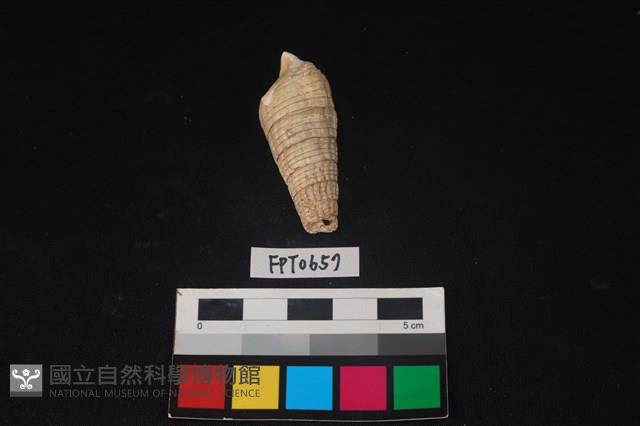 貝殼藏品圖，第3張