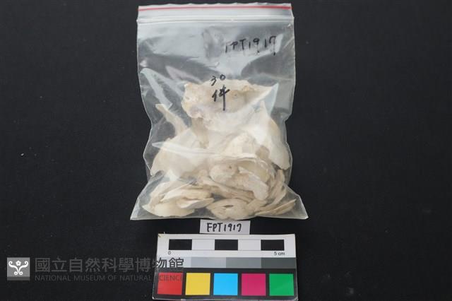 貝殼藏品圖，第3張