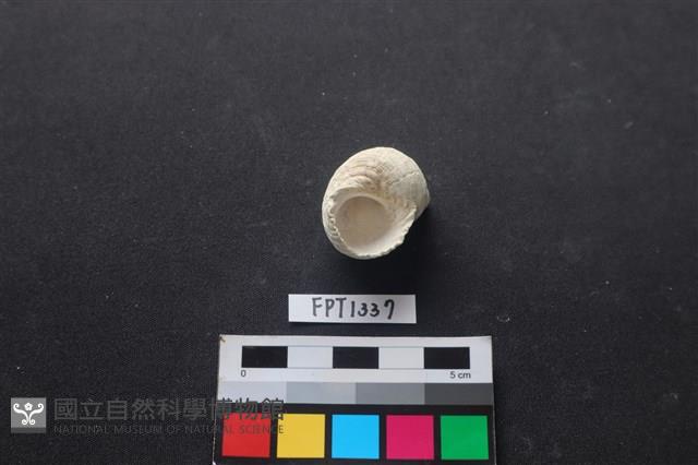 貝殼藏品圖，第3張