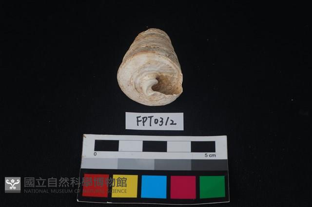 貝殼藏品圖，第3張