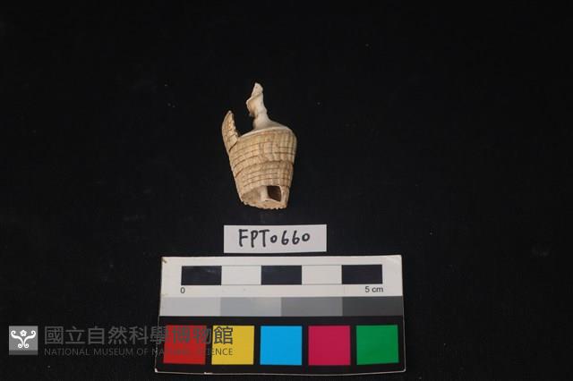 貝殼藏品圖，第3張