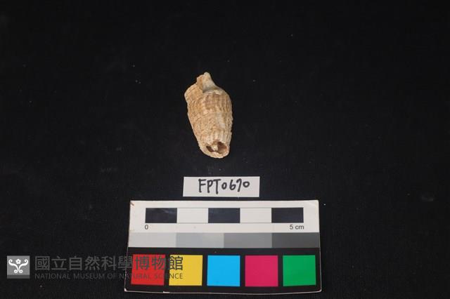 貝殼藏品圖，第3張