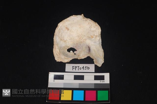 貝殼藏品圖，第3張
