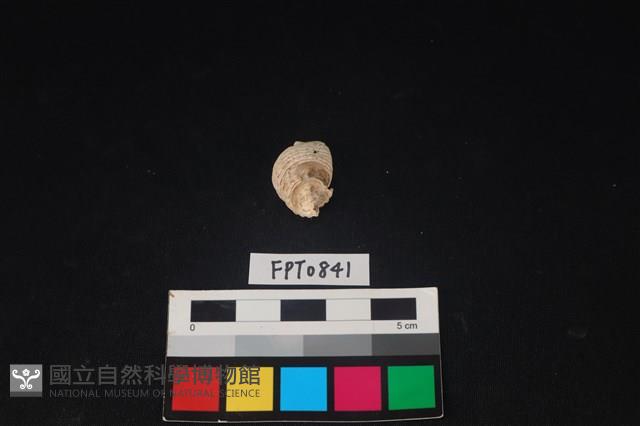 貝殼藏品圖，第3張