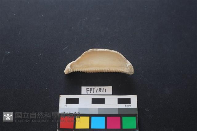 貝殼藏品圖，第3張